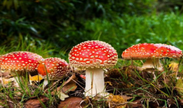 911吃瓜爆料蘑菇网,蘑菇网背后惊人内幕大揭秘